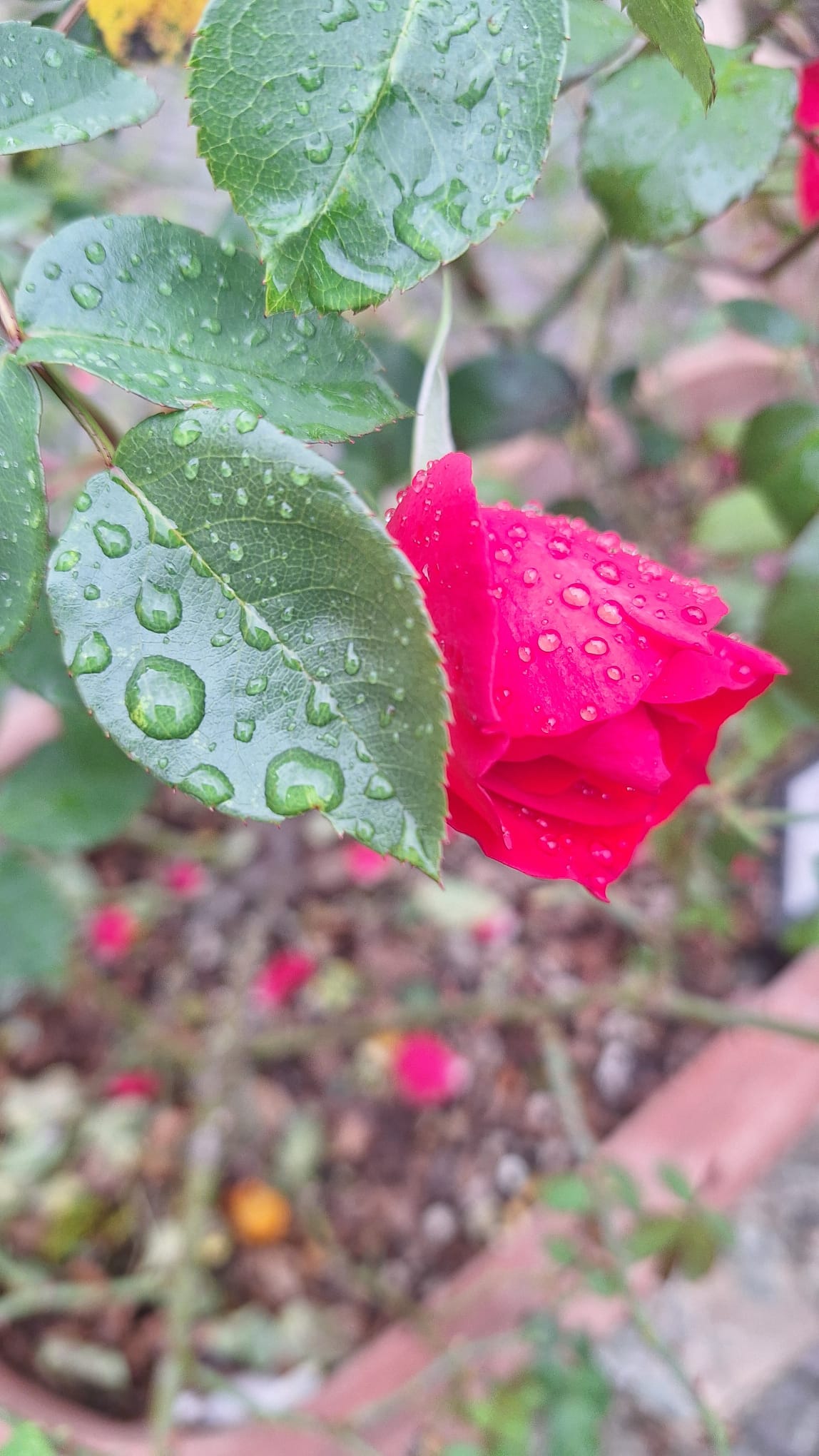 Rosa del Giardino delle Rose