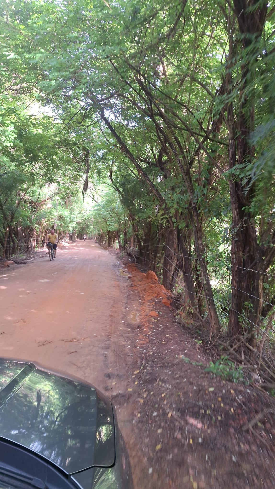 Túnel vegetal entrando a Praia de Lages