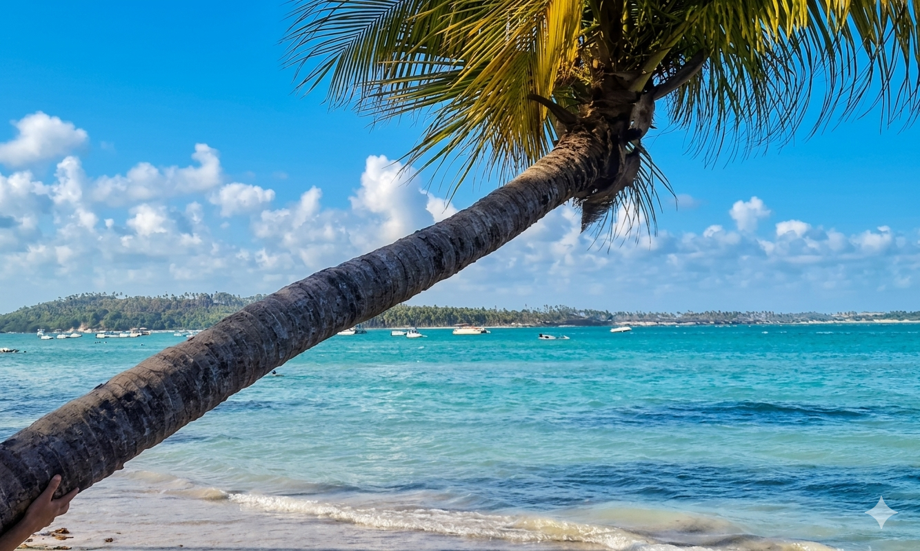 Carneiros - coqueiro